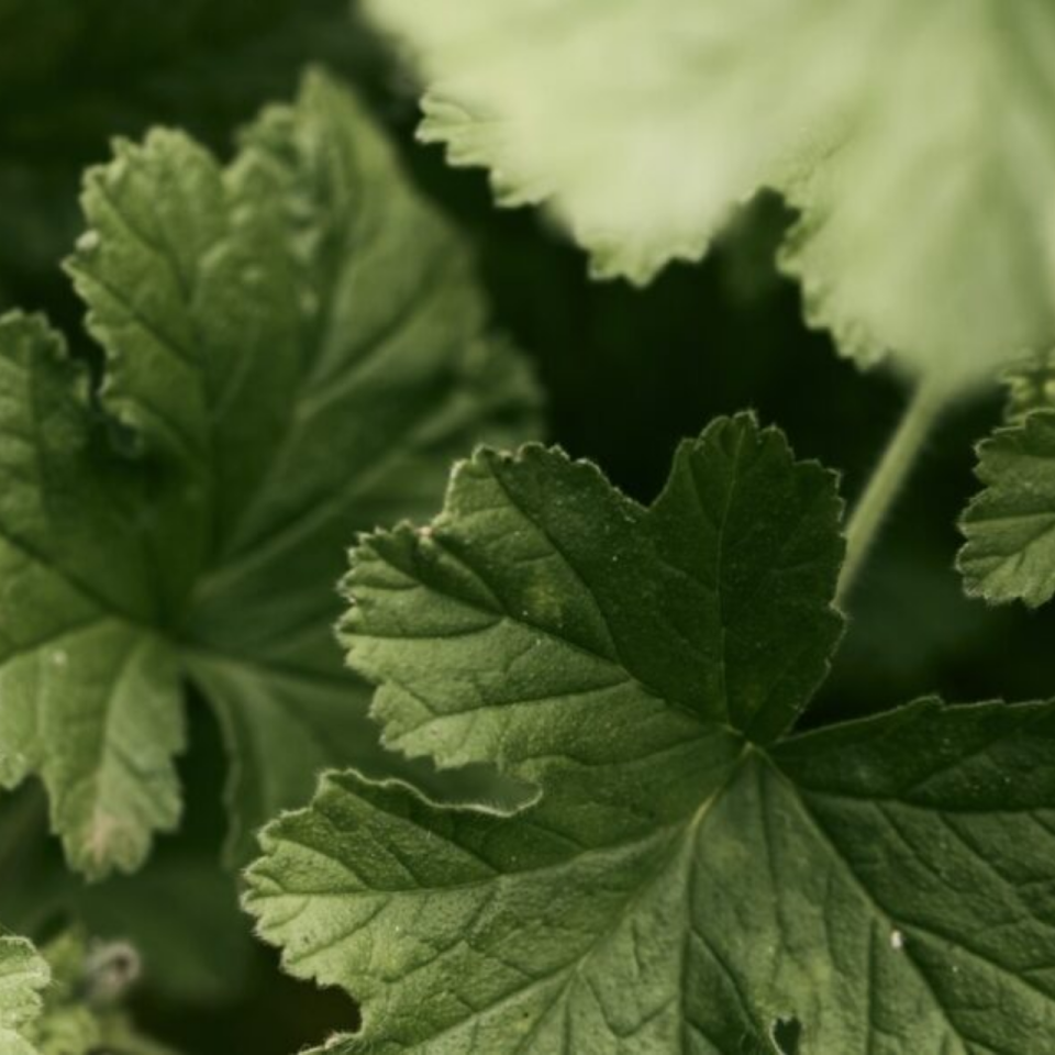 geranium-2