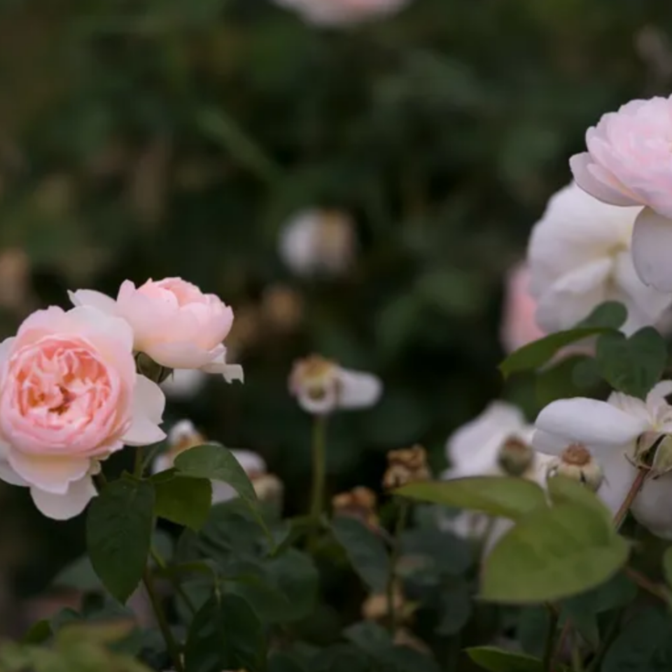 rose-soap