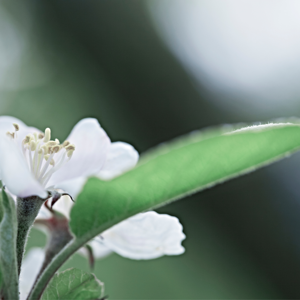 fleur-blanche
