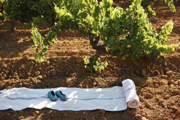 Vignoble & terroir