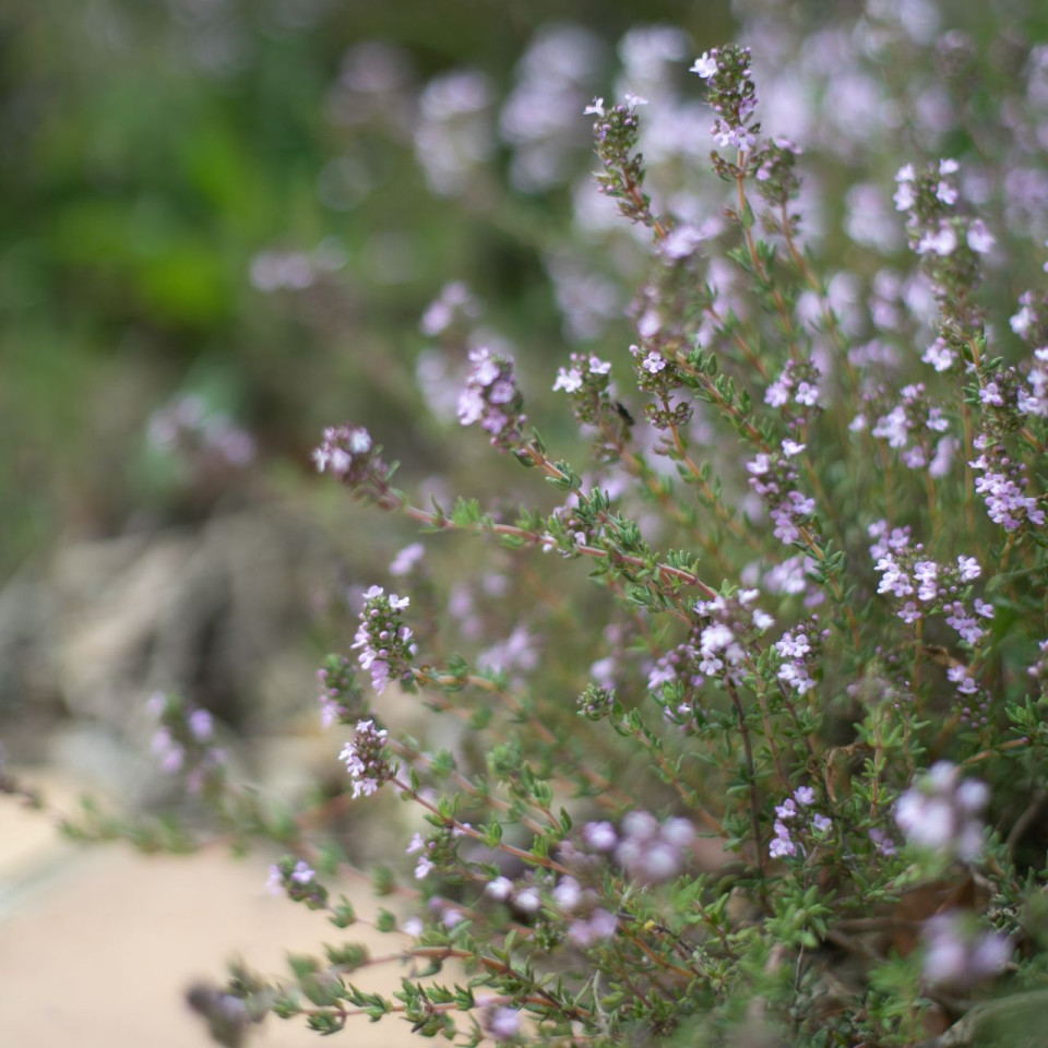 34-nature-mdc