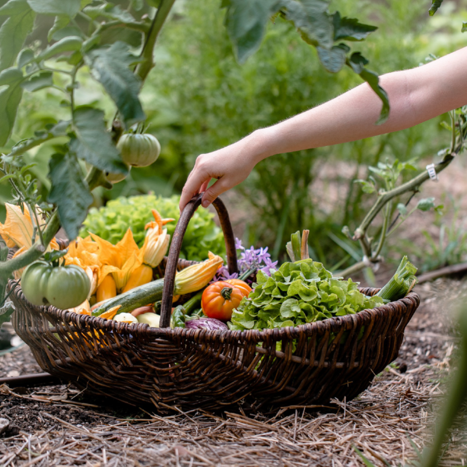 potager