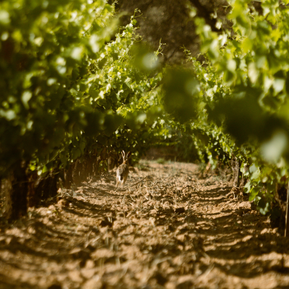 nature-domaine-leoube