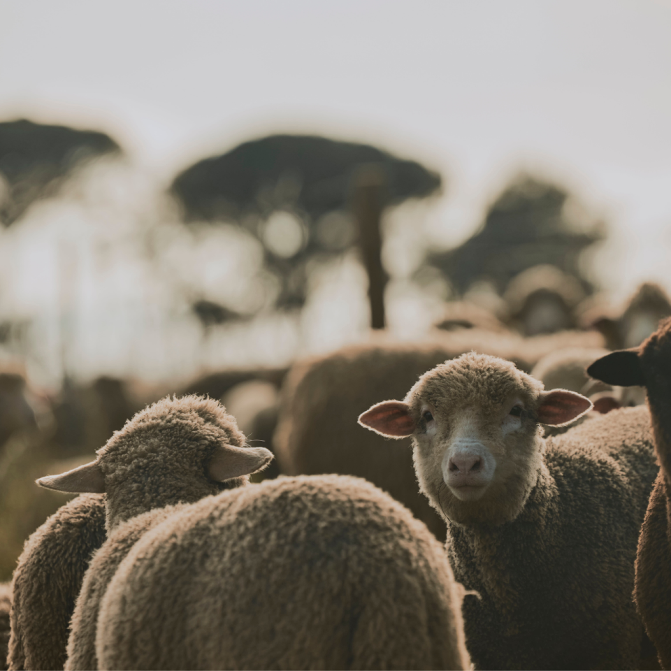 moutons-vignes-leoube