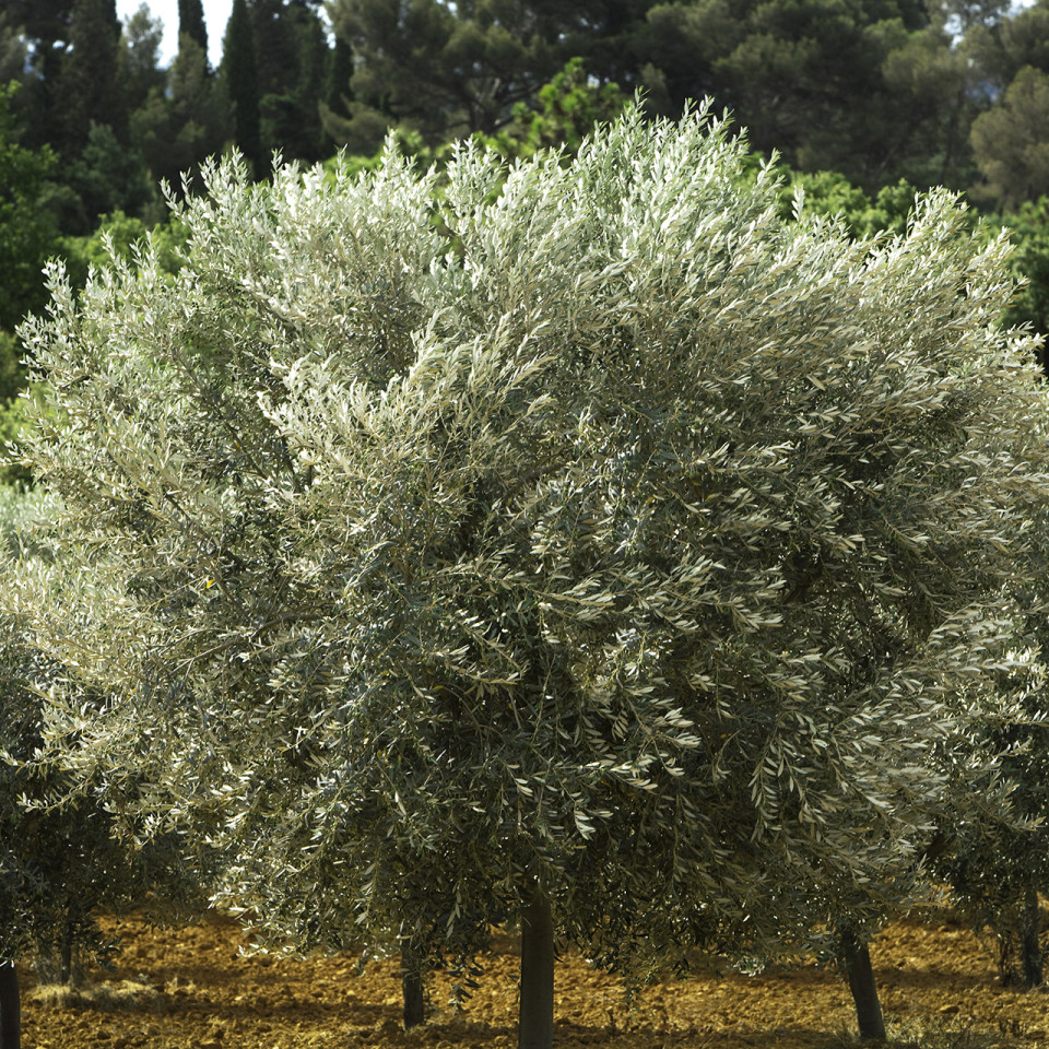 galerie-photos-domaine-leoube-11