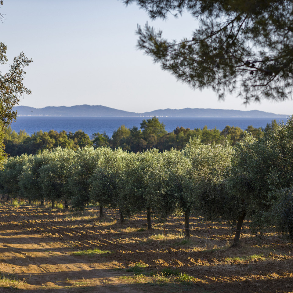 galerie-photos-domaine-leoube-12