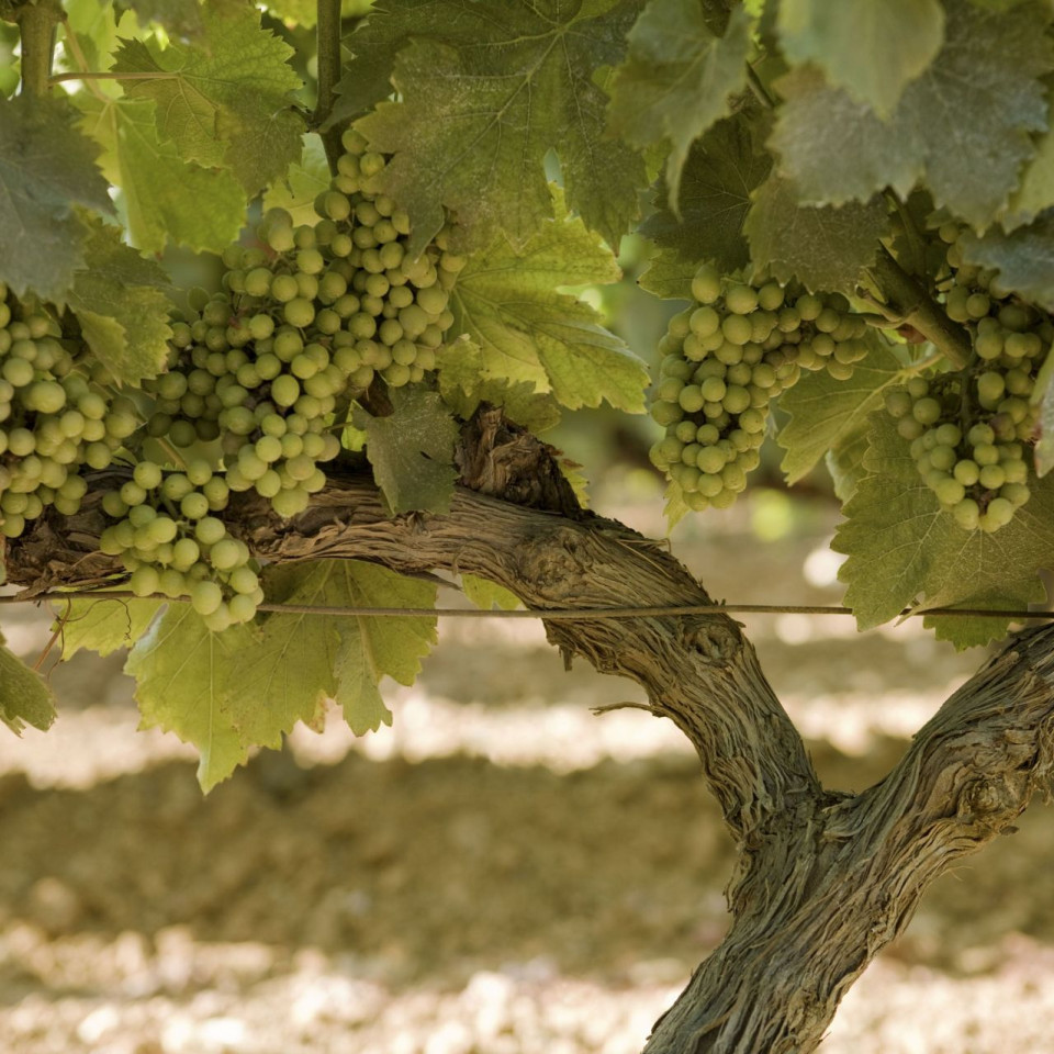 galerie-photos-domaine-leoube-9