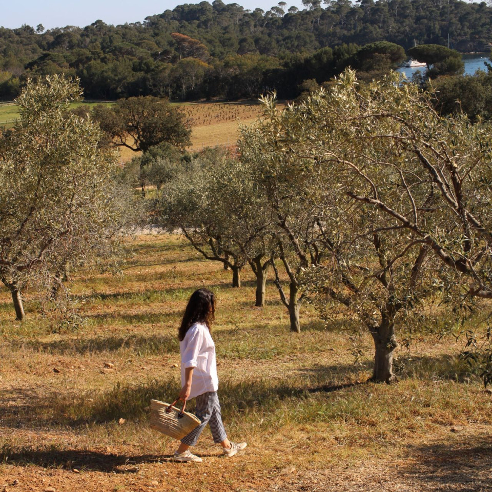 vignes-domaine-leoube